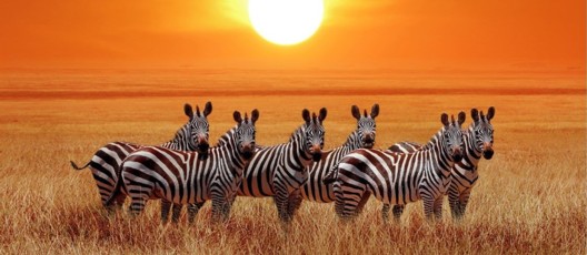 Tsavo Est, Amboseli e Tsavo Ovest