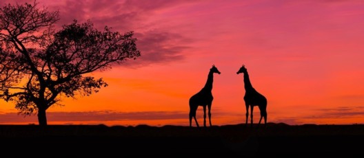 Safari Tsavo Ovest e Tsavo Est - In abbinamento al The One